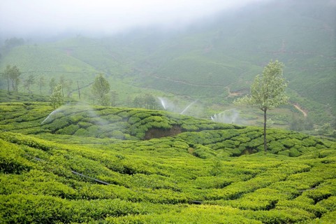 Tea plant