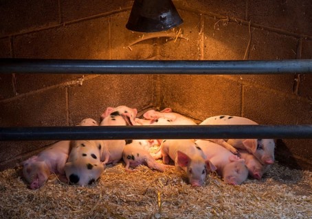 Domestic Pig