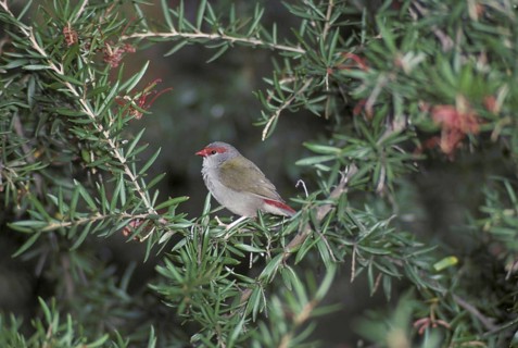 Red-browed Firetail