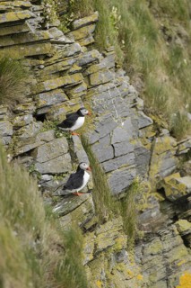 Puffin