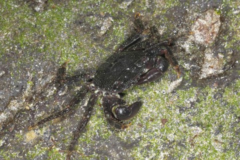 Cliff crab