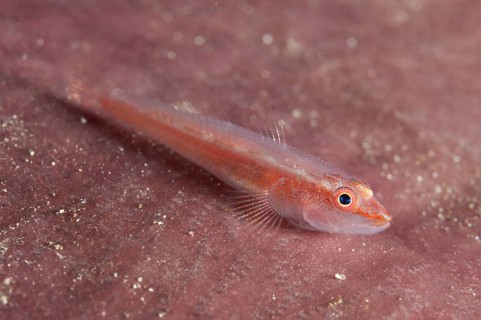 Whipcoral Dwarf Goby