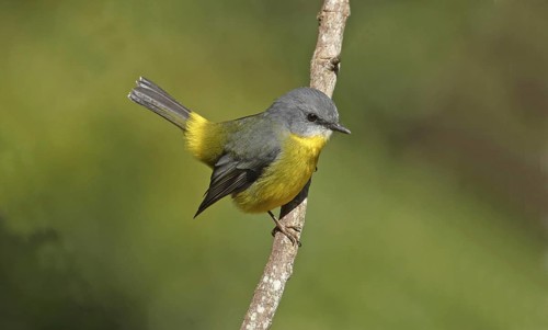 Eastern yellow robin