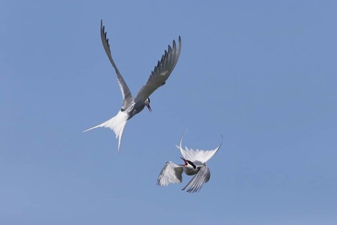 Arctic Tern