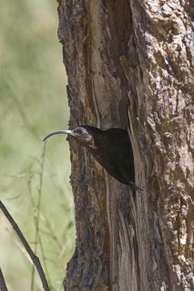 Greater Scimitarbill at nesting hole in tree