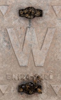 Western Honey Bee