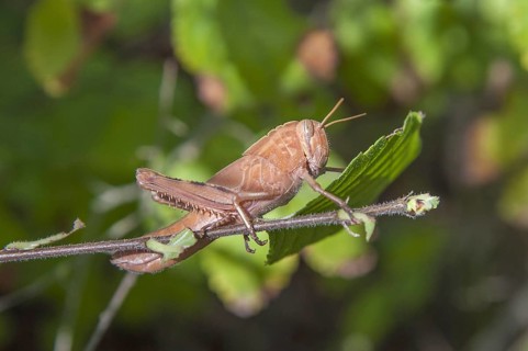 Grasshopper
