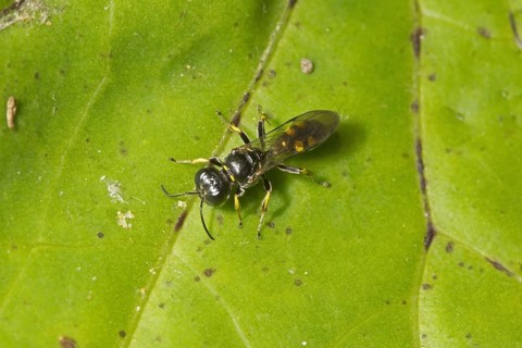 Four-spotted Digger Wasp