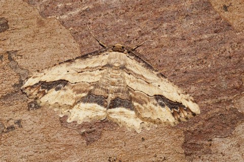 Menophira abruptaria