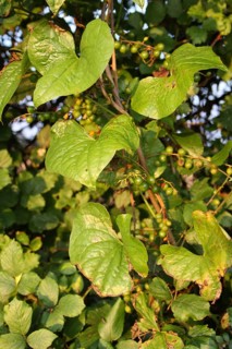 Black Bryony