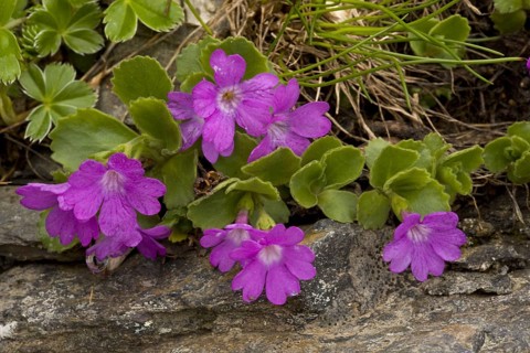 Hairy Primrose