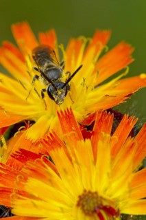 Common hawkweed bee