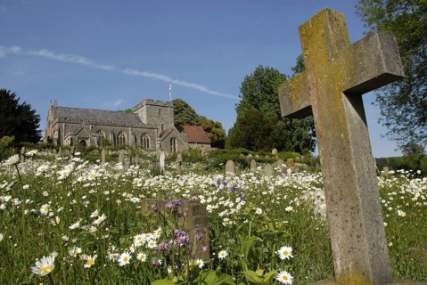 Ox-eye Daisy