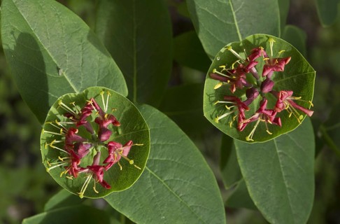 Honeysuckle