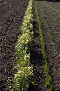 Iris bucharica