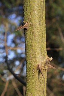 Black locust