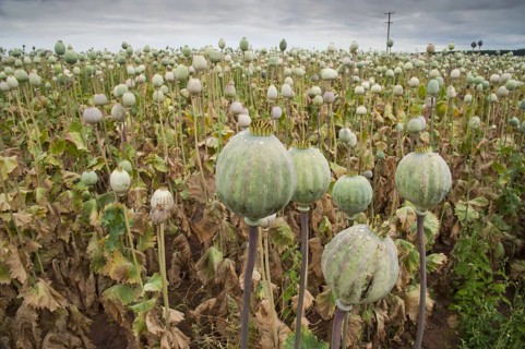 Opium poppy