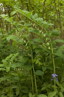 Common Solomon's Seal