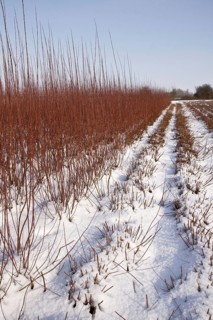 Cut and uncut willow grown for fencing and basket weaving with snow