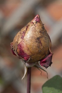 Grey mould