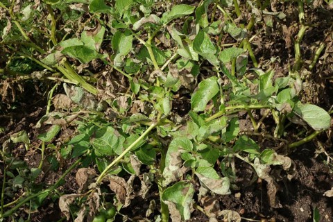 Late blight of potato