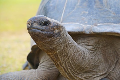 Aldabra giant tortoises