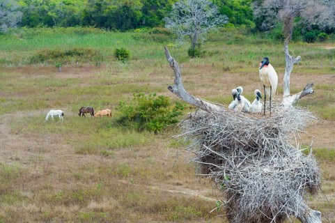 Jabiru