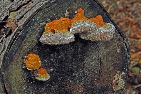 Red Banded Polypore