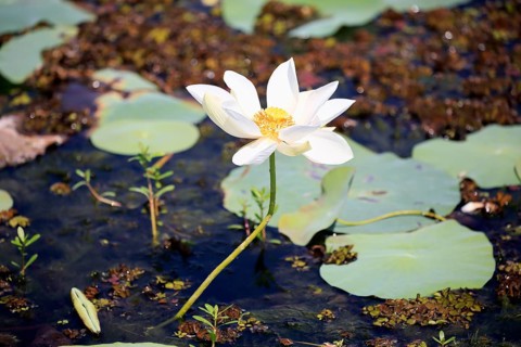 Indian lotus
