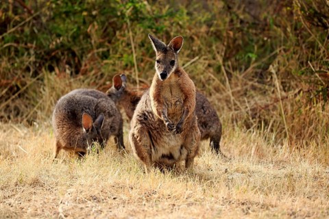 Tammar Wallaby