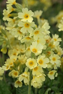 Forest Cowslip