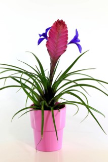 Ball moss blue tillandsia