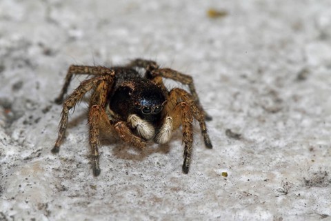 Jumping spider