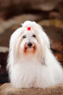 Coton de Tulear