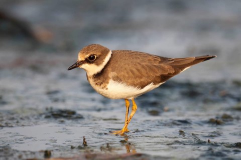 Little ringed plover