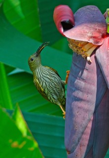 Streaked Spiderhunter