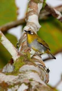 Black-capped White-eye
