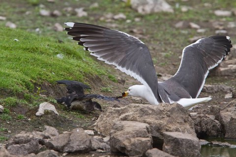 Lesser Black Backed Gull attacks Manx Shearwater