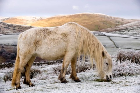 Fur pony