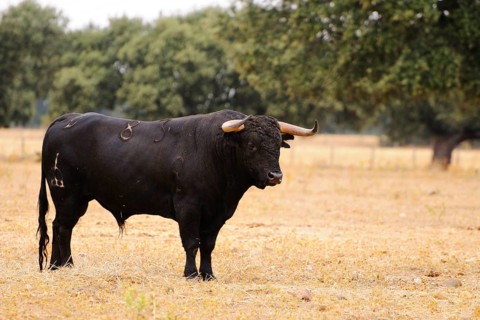 Domestic cattle