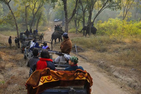 Asian Elephant