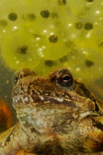Italian agile frogs