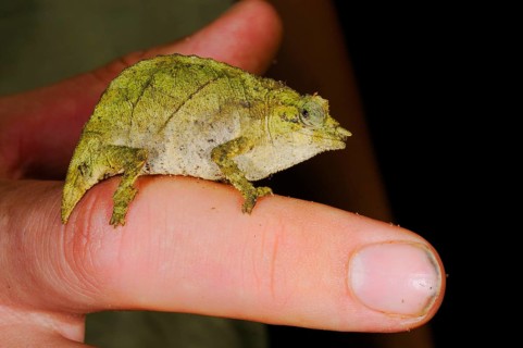 Boulenger's Pygmy Chameleon