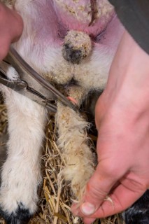 Sheep farming