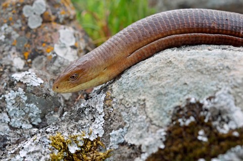 Scheltopusik