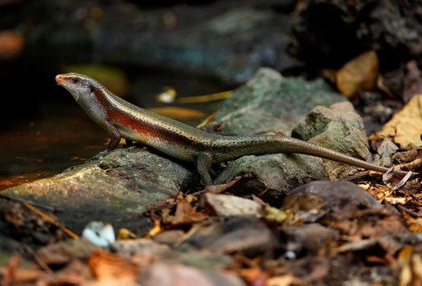 Mabuya multifasciata