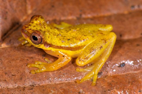 Red-shouldered tree frog