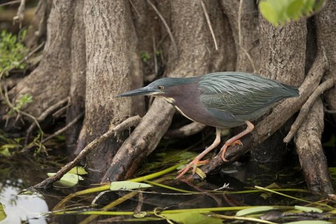 Green Heron