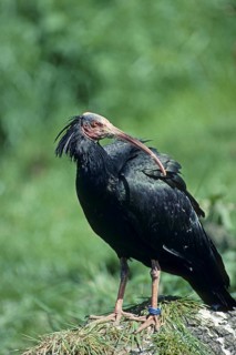 Bald Ibis