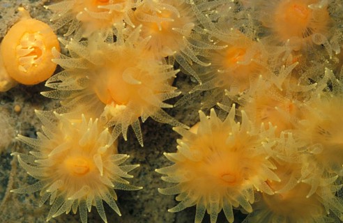 Stony coral